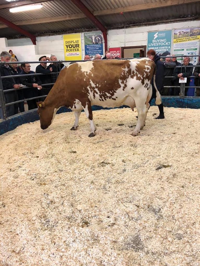 Champion: Kayl Blizzard Lavendar from R Boote