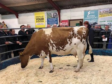 Reserve Champion: Dunham Pansy 74 from G Royle