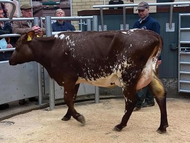Lot 9: Strickley Lily 39 sold for 1,800gns